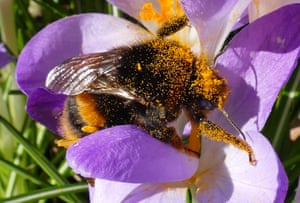 Uma abelha está coberta de pólen enquanto explora um grupo de lindas flores de açafrão sob o sol de inverno em Henley, no Tâmisa, no Reino Unido