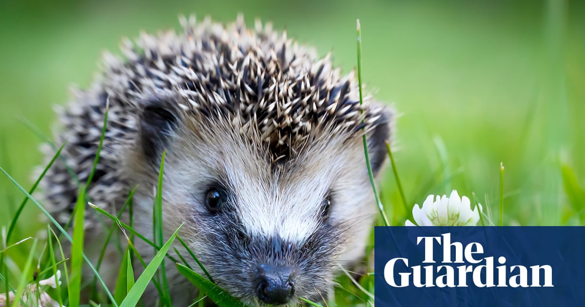 الحيوان الأليف الذي لن أنساه أبدًا: هارriet، القنفذ في خزانة التهوية الخاصة بي الحيوان الأليف الذي لن أنساه أبدًا: هارriet، القنفذ في خزانة التهوية الخاصة بي