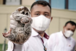 Um oficial da polícia da Indonésia exibe um loris lento de Javan apreendido de caçadores furtivos durante uma entrevista coletiva sobre o comércio ilegal de vida selvagem