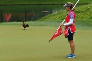 Um galo caminha no campo durante a rodada final do torneio de golfe HSBC Women's World Championship no Sentosa Golf Club em Cingapura