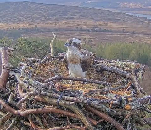 Louis, a águia-pesqueira, retornou à Floresta de Pinheiros de Loch Arkaig, na Escócia, Reino Unido, a tempo da época de reprodução. Louis e sua antiga companheira, Aila, tornaram-se um sucesso durante o primeiro confinamento da pandemia de Covid-19 em 2020, acumulando 400.000 visualizações em todo o mundo na câmera ao vivo do ninho e sendo apelidados de "influenciadores aviários". Seus fãs ficaram aliviados quando ele finalmente retornou esta semana, mais de duas semanas depois do esperado.