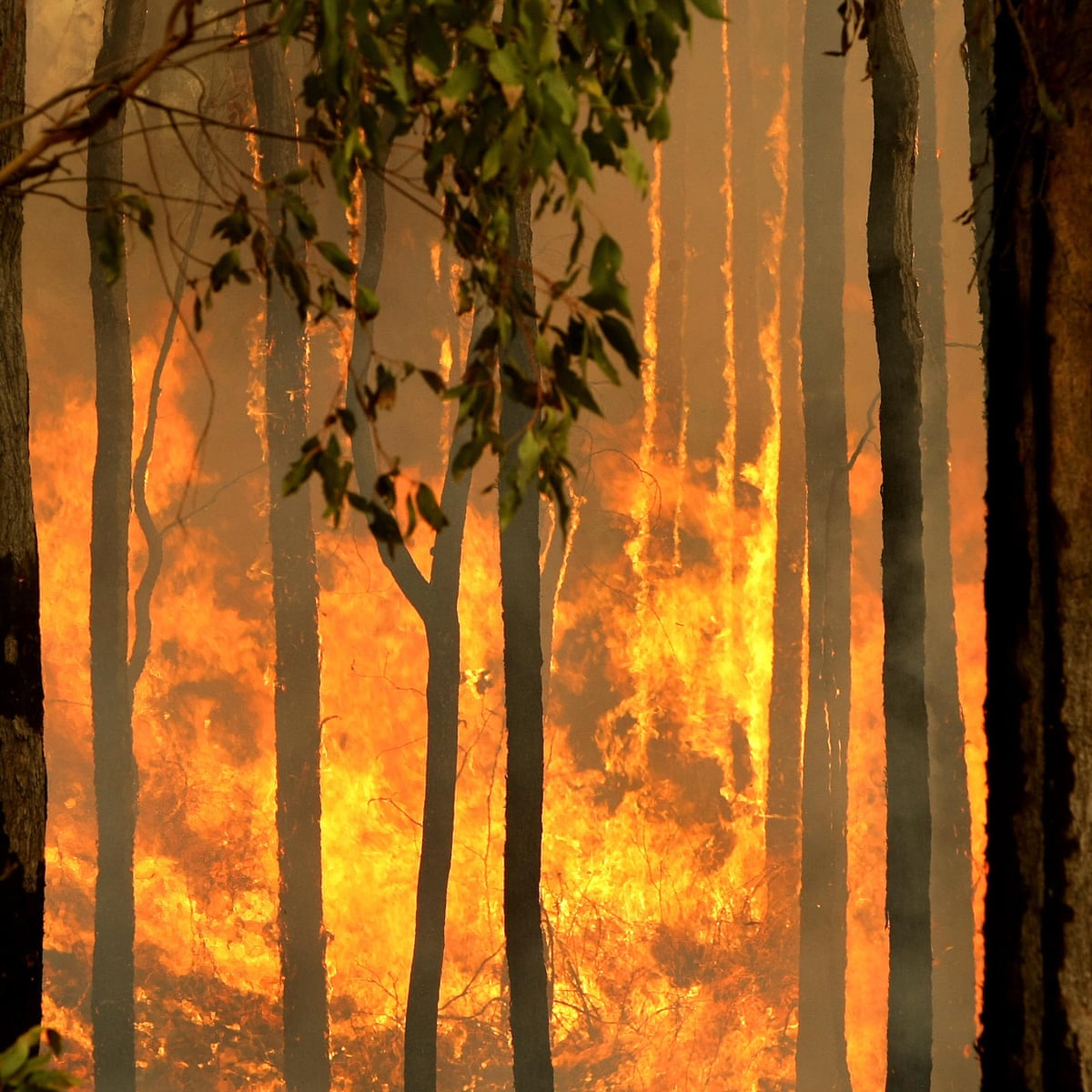 Compelling Evidence Logging Native Forests Has Worsened Australian Bushfires Scientists Warn Logging And Land Clearing The Guardian