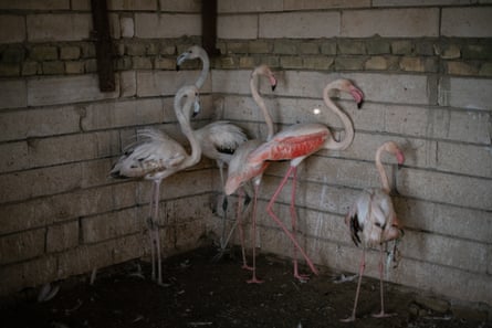 Flamingos belonging to Mustafa Ahmed Ali