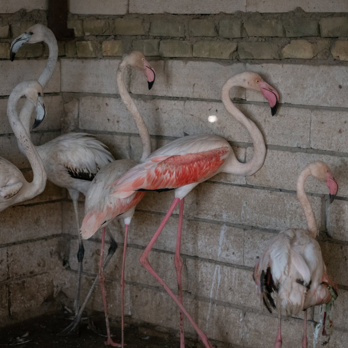 Looking for a flamingo?': bird trafficking in Iraq – photo essay |  Environment | The Guardian