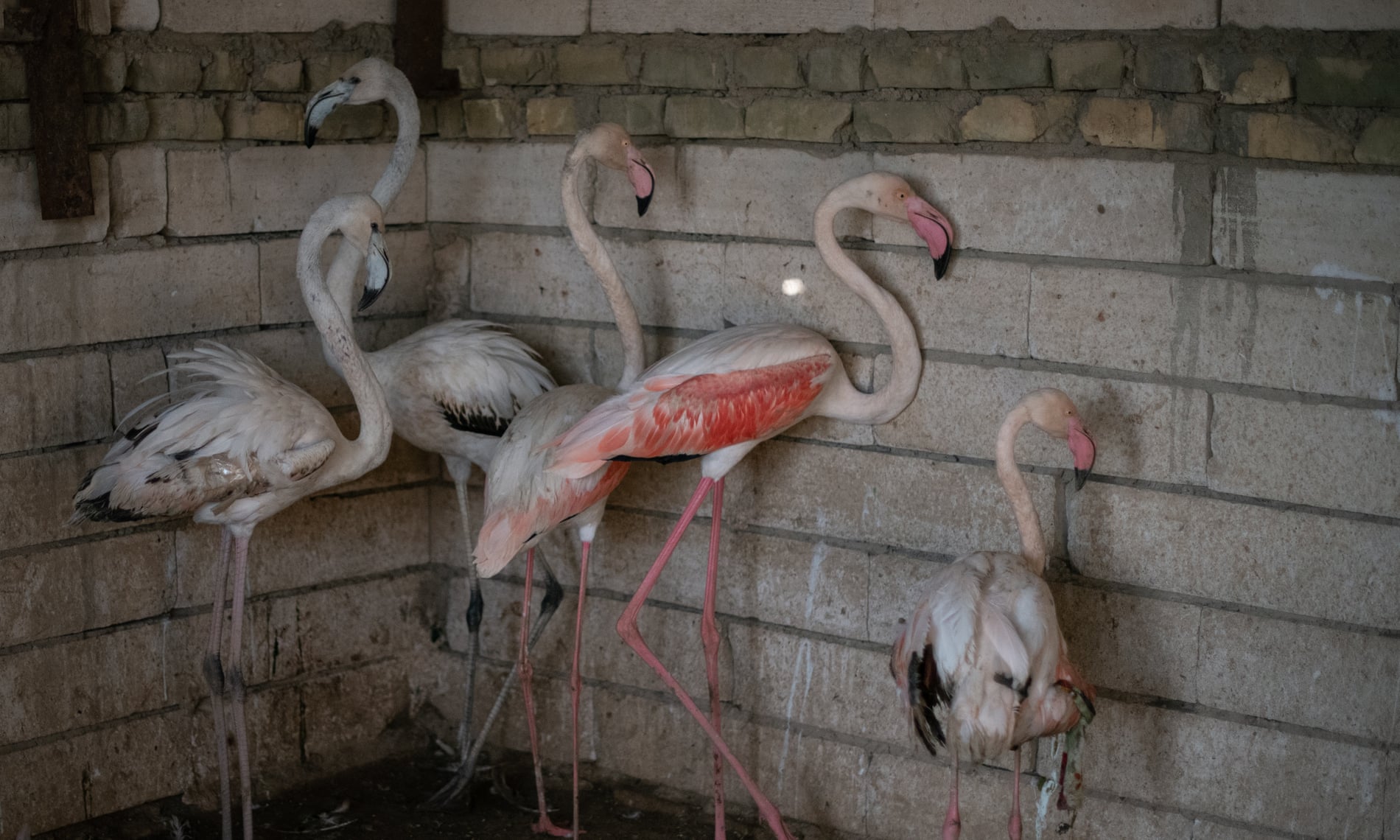 Flamingos belonging to Mustafa Ahmed Ali, a bird seller in Amara, Iraq