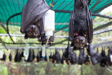Spectacled flying-foxes, orphaned due to heat stress, at Tolga Bat Hospital in Australia