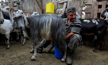 Very bleat: a Cypriot herder milks a goat.