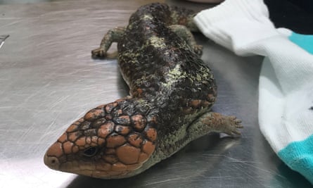 A seized shingleback lizard, one of the species to be added to Cites.