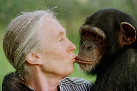 Goodall kissing Tess, a female chimpanzee, at the Sweetwaters Chimpanzee Sanctuary near Nanyuki, central Kenya.