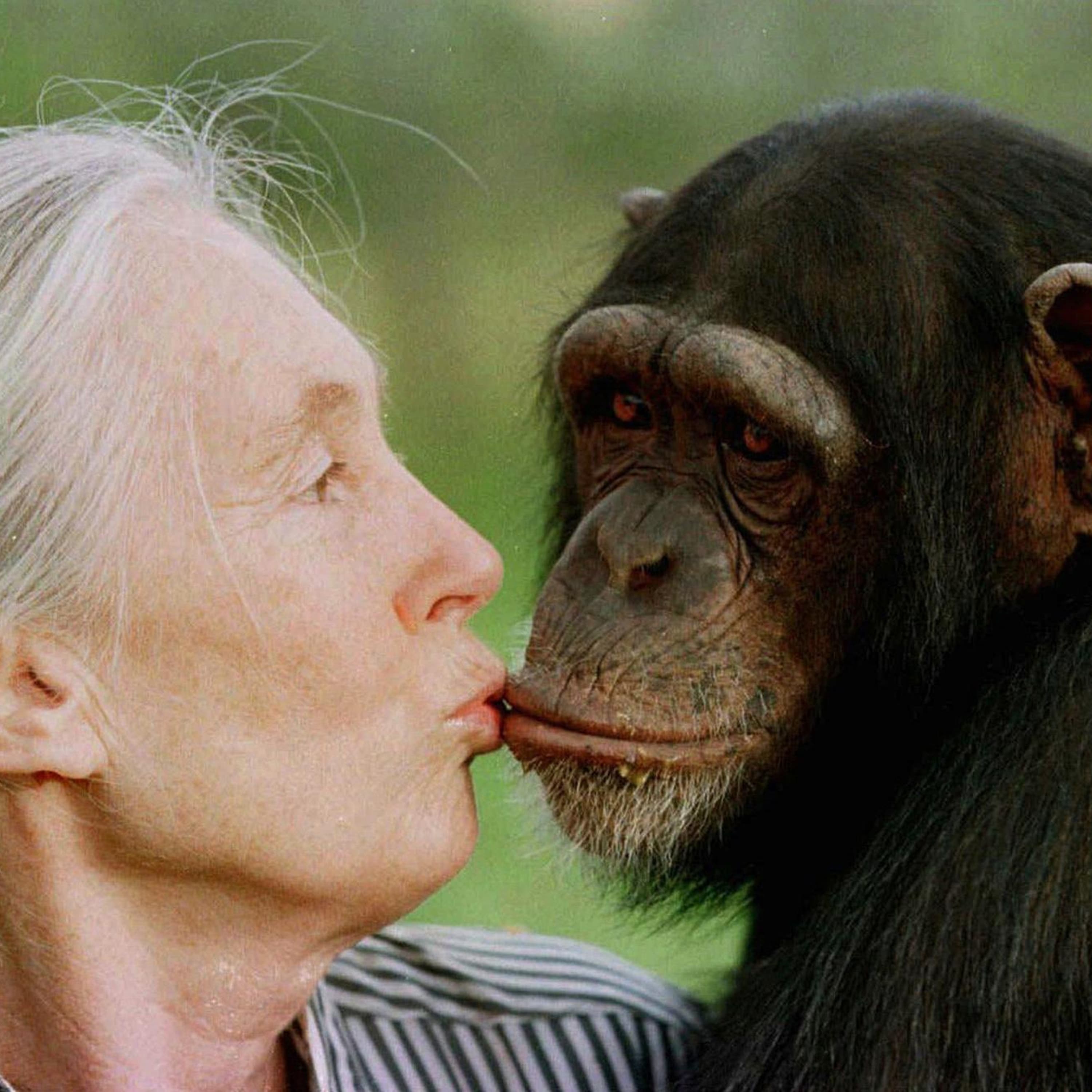 Remembering primatologist Jane Goodall