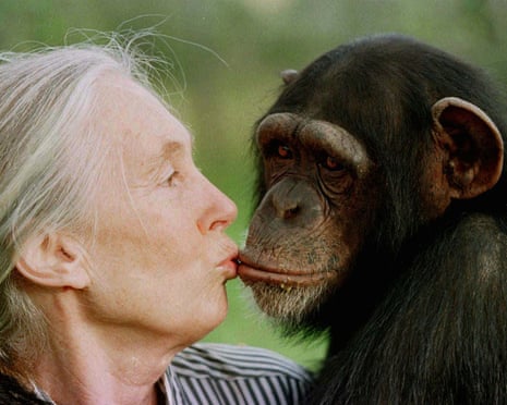 Jane Goodall kisses a female chimpanzee