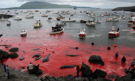‘Suspicious islanders tend to smash cameras’ … pilot whales being herded and slaughtered.