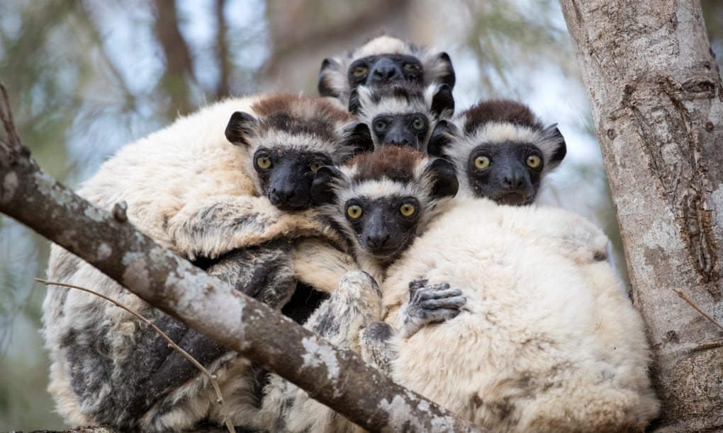A group of Verraux's Sifakas sitting together in a tree in Berenty Reserve, Madagascar