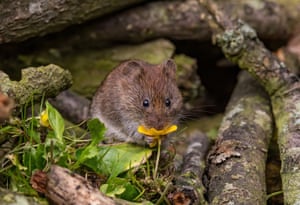 Uma ratazana com o nariz em um botão de ouro