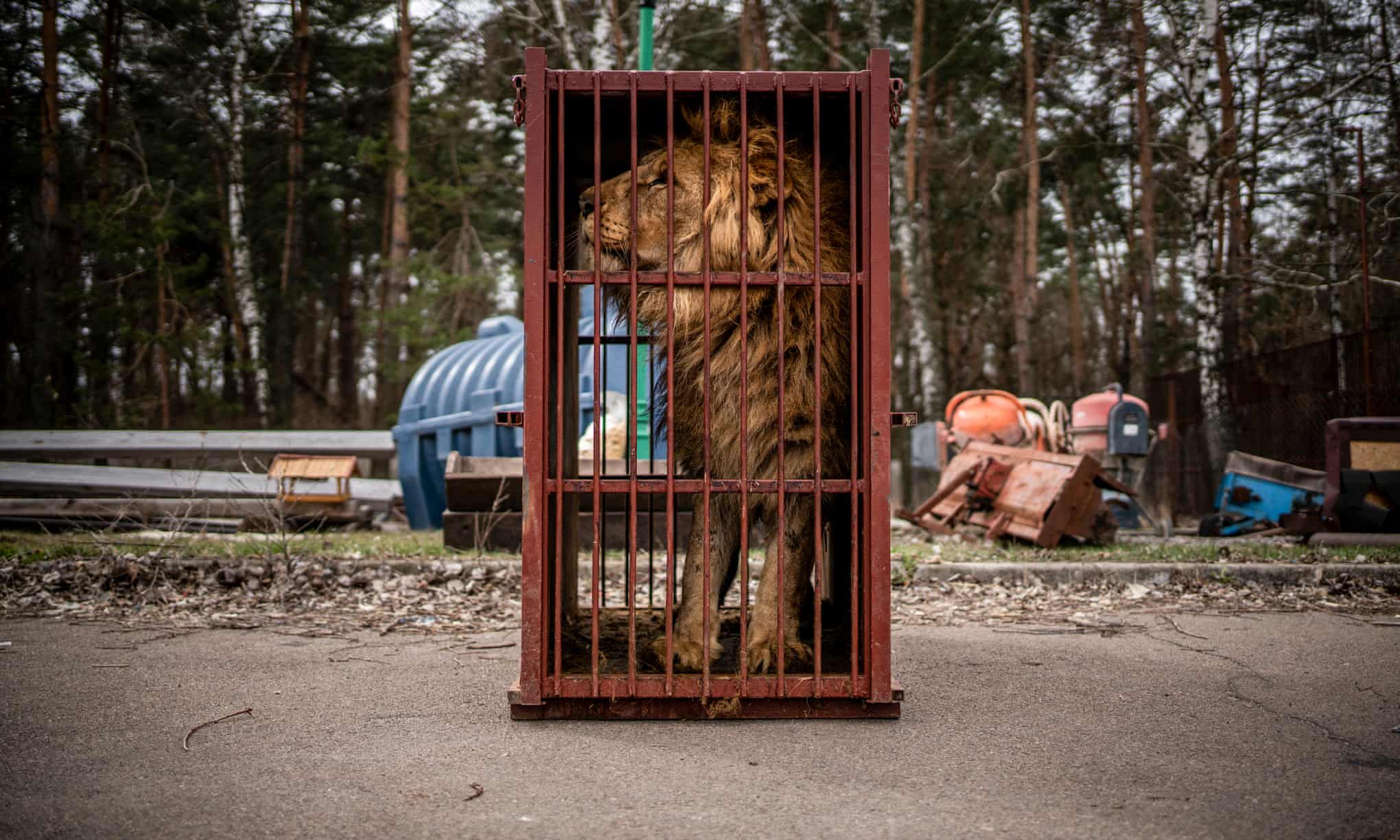 A young lion saved from Kharkiv Ecopark waits in a cage to be transferred to its new home