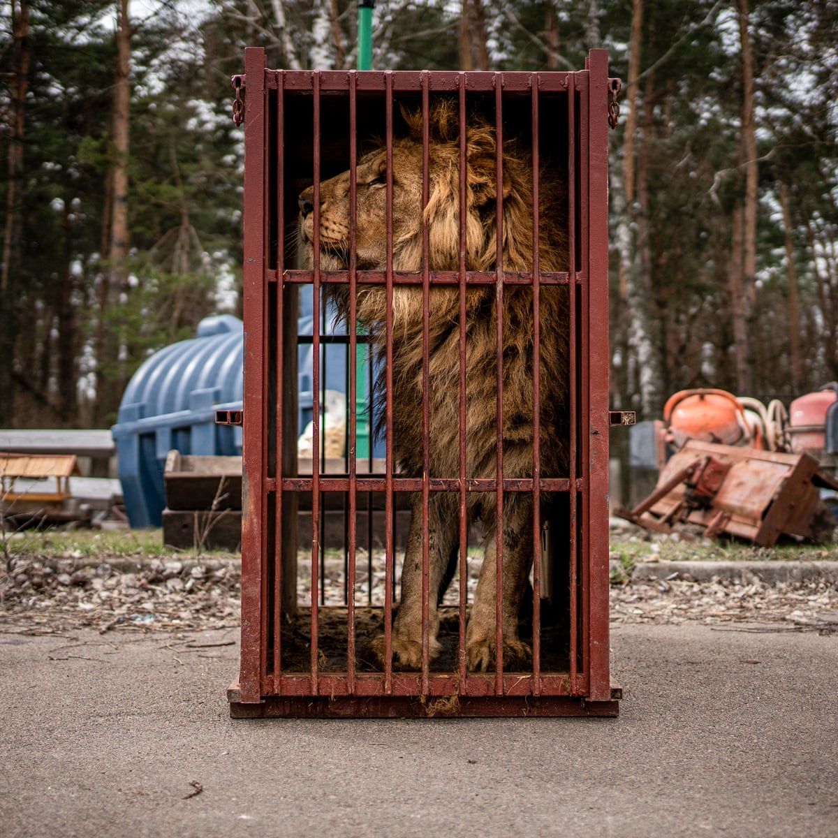 The volunteers saving animals in Ukraine – photo essay | Ukraine | The  Guardian