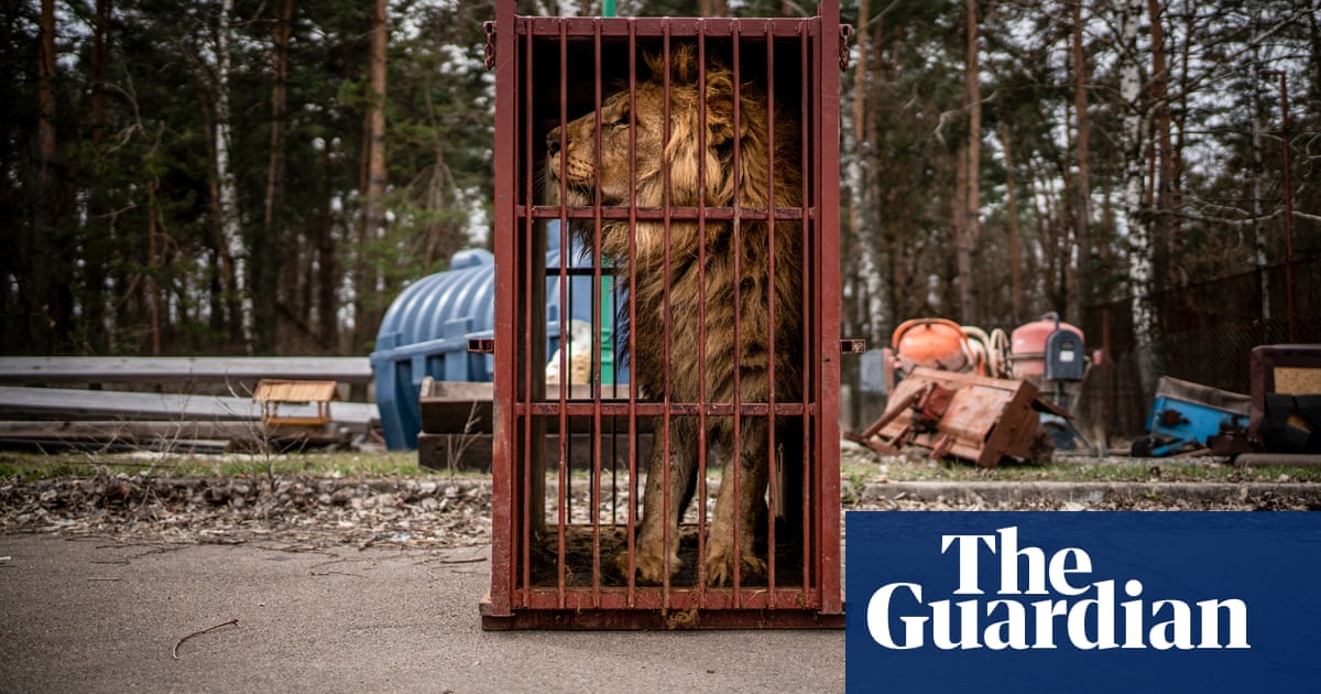 The volunteers saving animals in Ukraine – photo essay