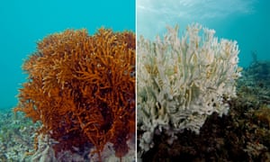 A healthy fire coral in Bermuda, left, and a bleached one.