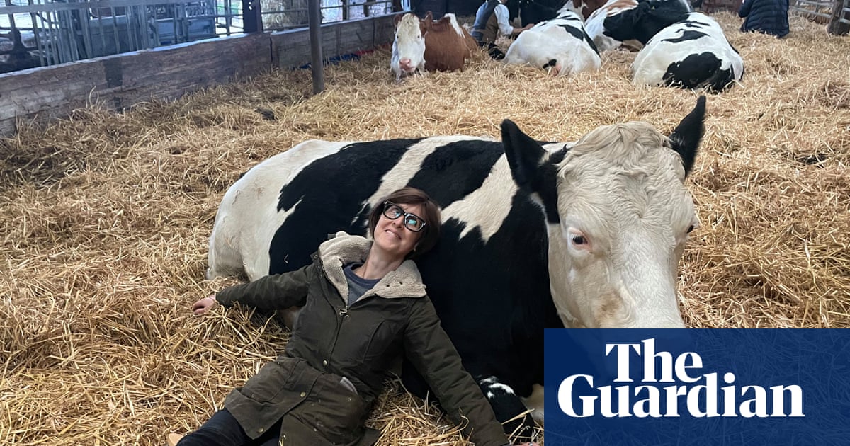 Can cuddling a cow make me less stressed? There’s one way to find out … | Health & wellbeing | The Guardian