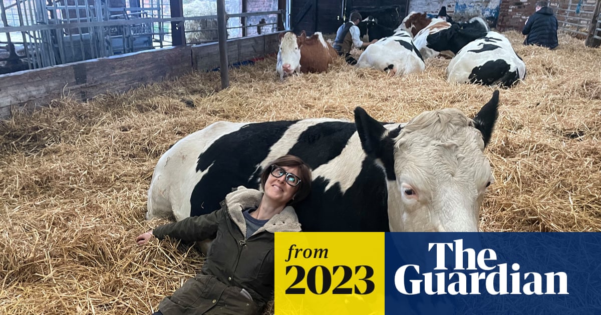 Can cuddling a cow make me less stressed? There’s one way to find out …