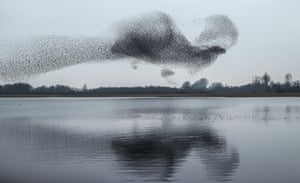 Lough Ennell, IrelandA starling murmuration over Lough Ennell in County Westmeath