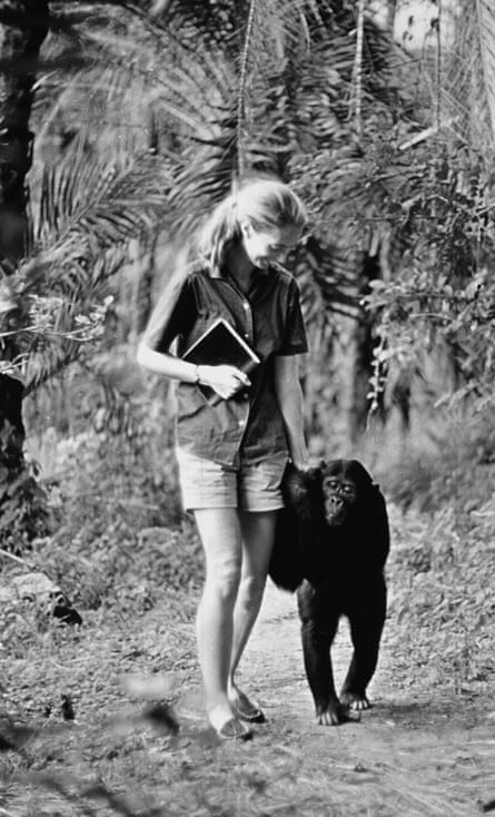 A still from Miss Goodall and the World of Chimpanzees, broadcast on CBS in December 1965. The Gombe Stream Research Centre in Tanzania is still running today.