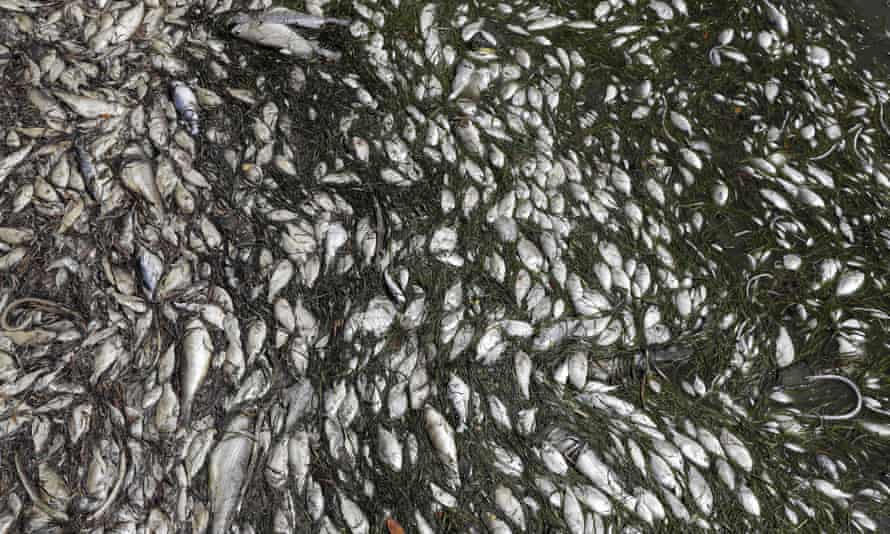 Dead fish near a boat ramp in Bradenton Beach, Florida.