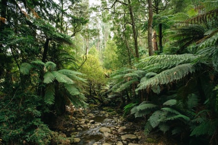 Dandenong Ranges national park, Victoria.