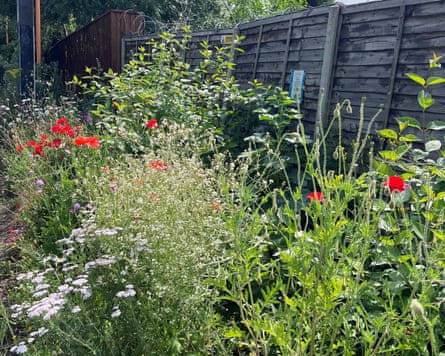 Plants growing against a fence