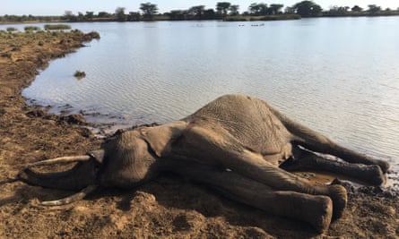An elephant carcass found at a Laikipia waterhole