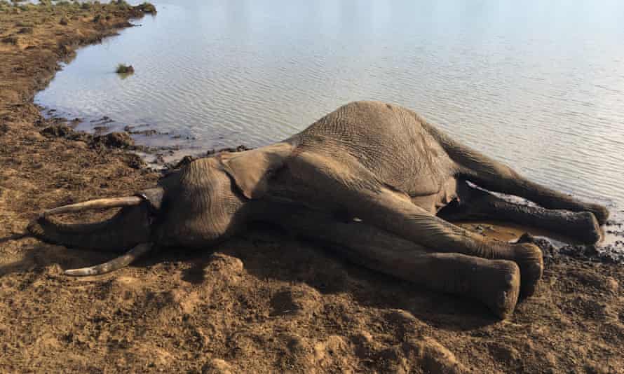 An elephant carcase found at a Laikipia waterhole. The elephant had been shot.