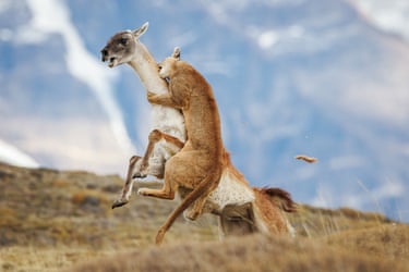 A mountain lion grips and bites a guanaco's neck as it rears up on a grassy hillside