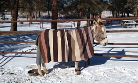 Een negenjarige ezel, Pop Tart, glimlacht en koestert zich in de warmte van de zon in Santa Fe, New Mexico.