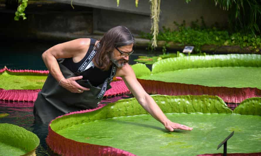 Carlos Magdalena said the discovery of the third species was the biggest achievement of his 20-year career at Kew.