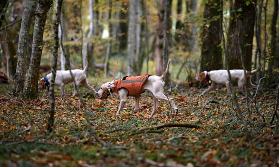 Dogs follow the trail of wild boar through a wooded area in south-western France.