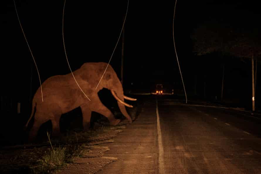 An elephant crosses a road, which has about 70 meter-long free electric-fence area for all animals as their corridor, in the Amboseli-Tsavo ecosystem next to Kimana Sanctuary in Kimana, Kenya
