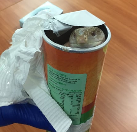 Wildlife traders smuggled this blue-tongue lizard in a chip can.