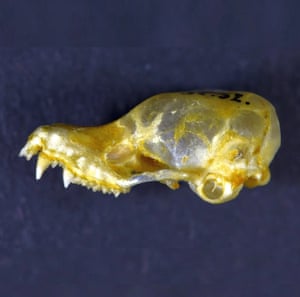 The skull of Myotis hayesi. Hayes’ thick-thumbed myotis, a mouse-eared bat with unusual fleshy thumbs