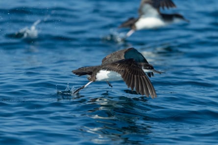 Manx shearwater on the water in Falmouth Bay, Cornwall.