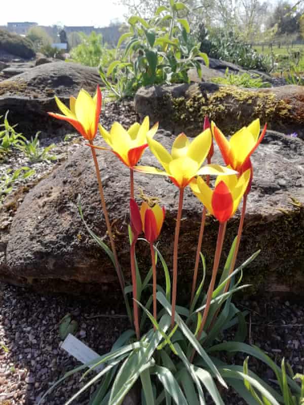 Charles Tulipa clusiana chrysantha in the rock garden will suit a climate-changed England.