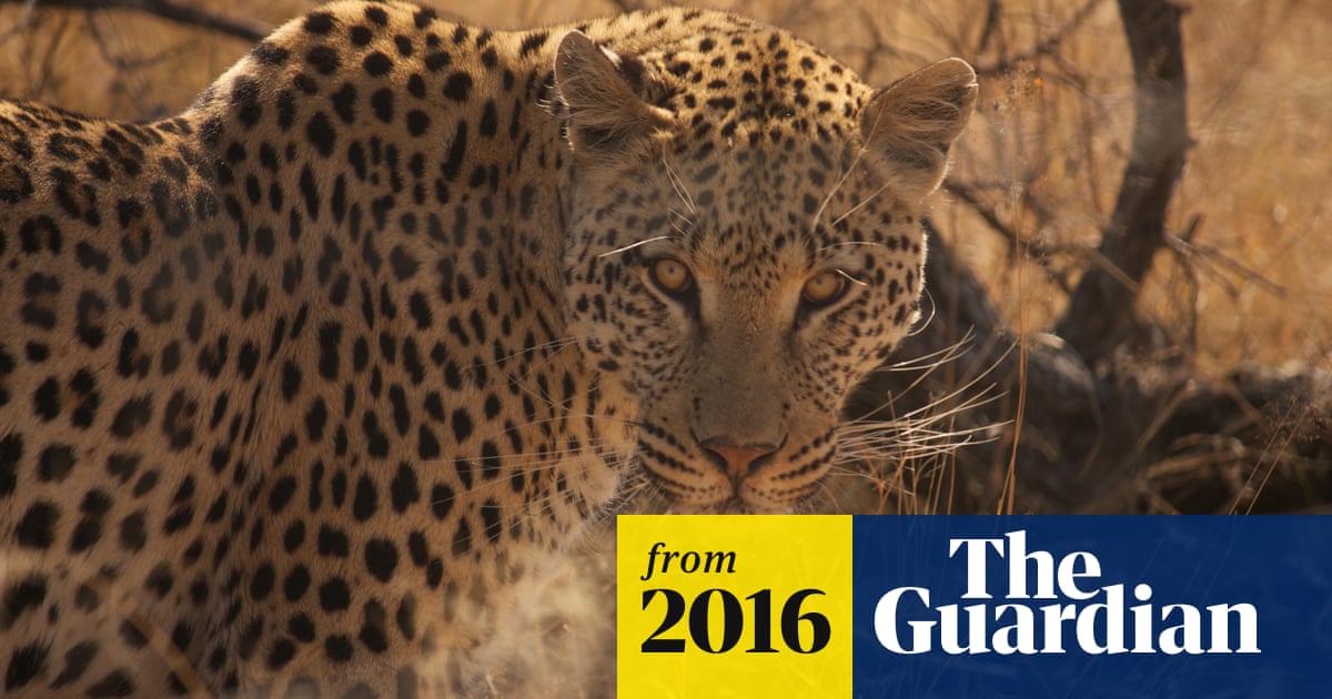 Leopards Have Lost 75 Of Their Historical Habitat Environment