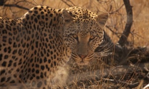 leopards have lost 75