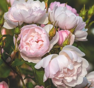 A Peek Inside The Garden Of The Uk S Top Rose Breeder Jane Perrone Life And Style The Guardian