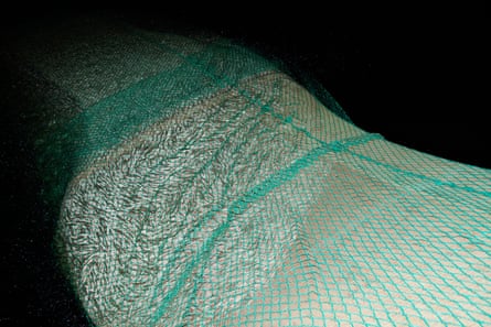 A catch of Baltic herring inside a trawling net between Finland and Sweden.