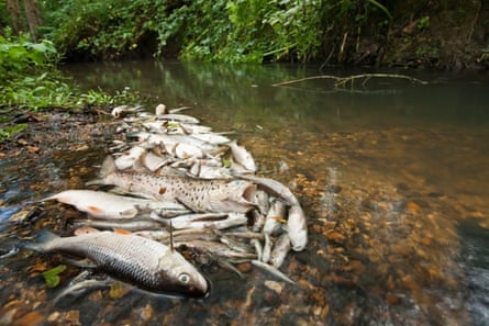 Dead fish in a waterway in Hampshire after sewage was released from a water treatment works