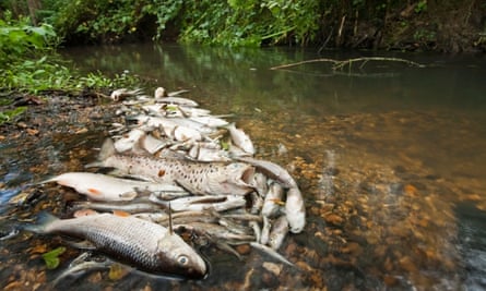 Dead fish on the side of a brook in Hampshire