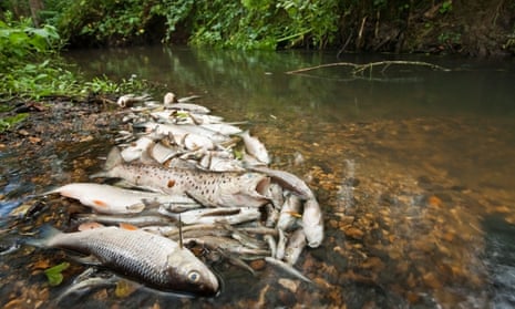 Dead fish on the Silchester Brook in Hampshire, after pollution by sewage released by a water treatment works