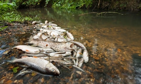 Dead fish on the Silchester Brook, Hampshire, after sewage pollution from a water treatment works.