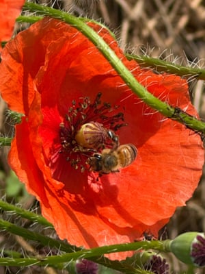 Michigan, US ‘A honeybee on a poppy flower on the fourth of July. Photographed in my vegetable garden.’