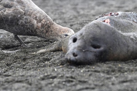Dead elephant seal weaner being scavenged by a Giant Petrel, South Georgia, December 2025.